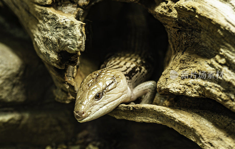 蓝舌石龙子(Tiliqua scincoides)是蓝舌蜥蜴(Scincidae Tiliqua)中最大和最重的。它们原产于澳大利亚，几乎只在北部地区发现。